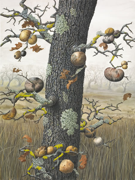 Valley Oak with Galls and Lichens SR